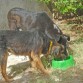 La Negrita con su amigo Felpi, otro perrito callejero que de día viene a visitarla a casa. Se llevan muy bien porque dormían juntos en la veterinaria cuando la Negrita se recuperaba de su accidente.